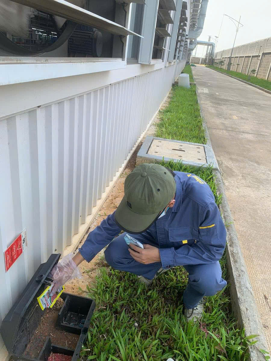 Dịch vụ kiểm soát chuột